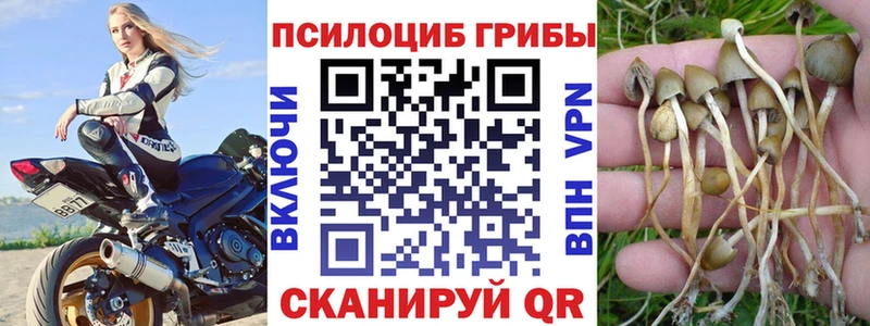 Купить где  Георгиевск  Галлюциногенные грибы Psilocybe 